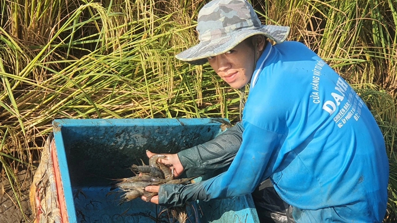 Nông dân Bạc Liêu tất bật thu hoạch tôm càng xanh đón Tết- Ảnh 2. Nông dân Bạc Liêu tất bật thu hoạch tôm càng xanh đón Tết- Ảnh 2.