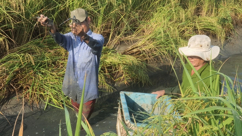Nông dân Bạc Liêu tất bật thu hoạch tôm càng xanh đón Tết- Ảnh 4. Nông dân Bạc Liêu tất bật thu hoạch tôm càng xanh đón Tết- Ảnh 4.