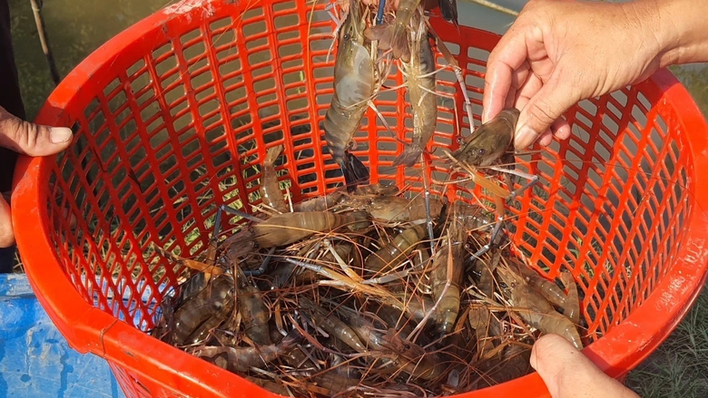 Nông dân Bạc Liêu tất bật thu hoạch tôm càng xanh đón Tết- Ảnh 5. Nông dân Bạc Liêu tất bật thu hoạch tôm càng xanh đón Tết- Ảnh 5.