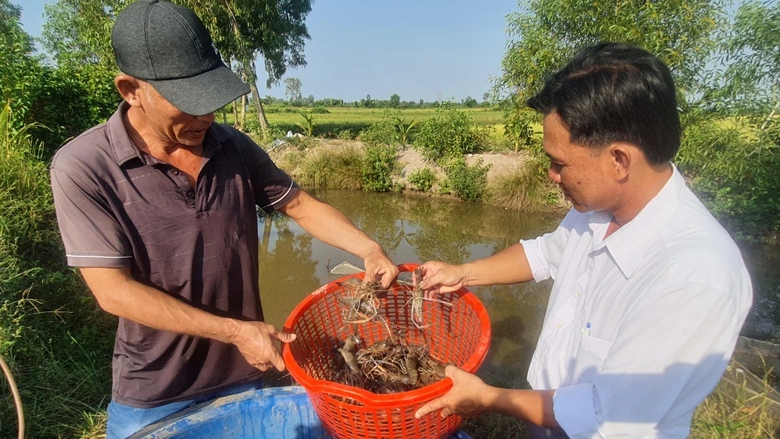 Nông dân Bạc Liêu tất bật thu hoạch tôm càng xanh đón Tết- Ảnh 6. Nông dân Bạc Liêu tất bật thu hoạch tôm càng xanh đón Tết- Ảnh 6.