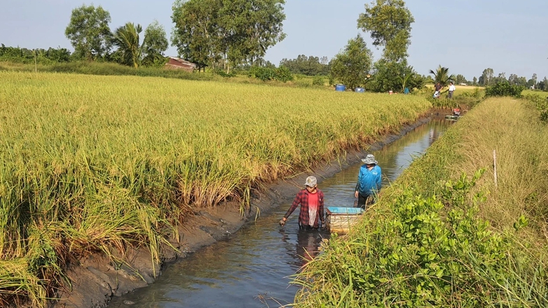 Nông dân Bạc Liêu tất bật thu hoạch tôm càng xanh đón Tết- Ảnh 7. Nông dân Bạc Liêu tất bật thu hoạch tôm càng xanh đón Tết- Ảnh 7.