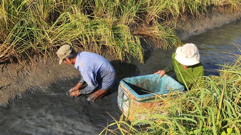 Nông dân Bạc Liêu tất bật thu hoạch tôm càng xanh đón Tết- Ảnh 1. Nông dân Bạc Liêu tất bật thu hoạch tôm càng xanh đón Tết- Ảnh 1.