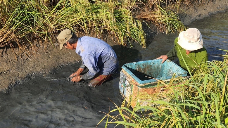 Nông dân Bạc Liêu tất bật thu hoạch tôm càng xanh đón Tết- Ảnh 3. Nông dân Bạc Liêu tất bật thu hoạch tôm càng xanh đón Tết- Ảnh 3.