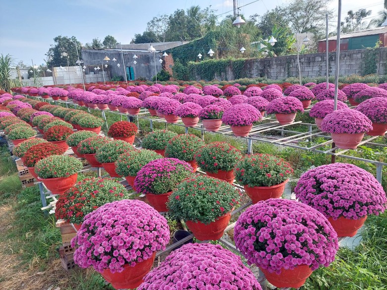 Làng hoa trăm tuổi ở Cần Thơ vào vụ Tết- Ảnh 2. Làng hoa trăm tuổi ở Cần Thơ vào vụ Tết- Ảnh 2.