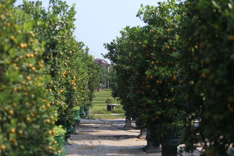 Quất Tứ Li&ecirc;n rộn r&agrave;ng v&agrave;o vụ Tết, nhiều c&acirc;y c&oacute; gi&aacute; h&agrave;ng chục triệu đồng- Ảnh 2.