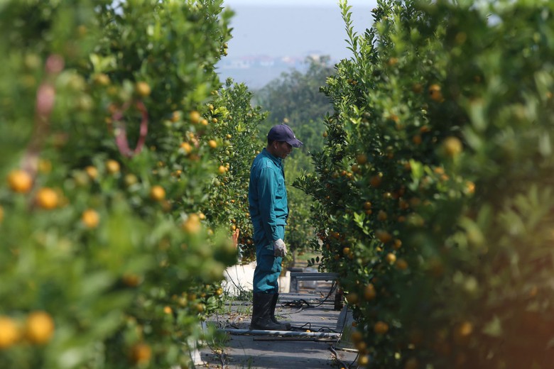 Quất Tứ Li&ecirc;n rộn r&agrave;ng v&agrave;o vụ Tết, nhiều c&acirc;y c&oacute; gi&aacute; h&agrave;ng chục triệu đồng- Ảnh 9.