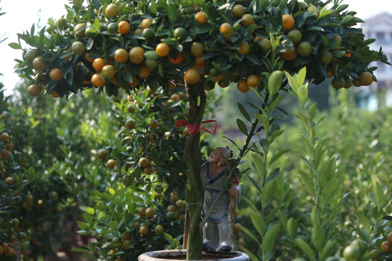 Quất Tứ Li&ecirc;n rộn r&agrave;ng v&agrave;o vụ Tết, nhiều c&acirc;y c&oacute; gi&aacute; h&agrave;ng chục triệu đồng- Ảnh 13.