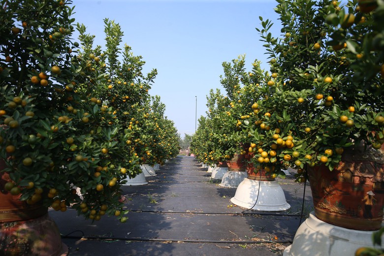 Quất Tứ Li&ecirc;n rộn r&agrave;ng v&agrave;o vụ Tết, nhiều c&acirc;y c&oacute; gi&aacute; h&agrave;ng chục triệu đồng- Ảnh 3.