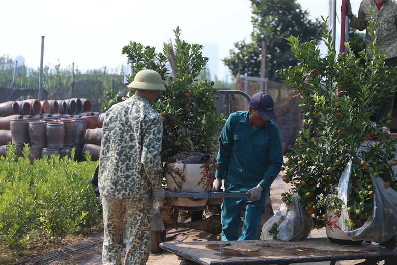Quất Tứ Li&ecirc;n rộn r&agrave;ng v&agrave;o vụ Tết, nhiều c&acirc;y c&oacute; gi&aacute; h&agrave;ng chục triệu đồng- Ảnh 12.