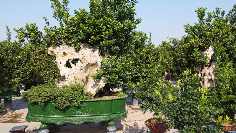 Quất Tứ Li&ecirc;n rộn r&agrave;ng v&agrave;o vụ Tết, nhiều c&acirc;y c&oacute; gi&aacute; h&agrave;ng chục triệu đồng- Ảnh 7.