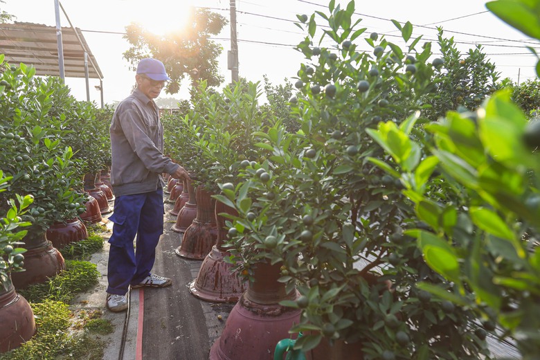 Quất Tứ Li&ecirc;n rộn r&agrave;ng v&agrave;o vụ Tết, nhiều c&acirc;y c&oacute; gi&aacute; h&agrave;ng chục triệu đồng- Ảnh 5.