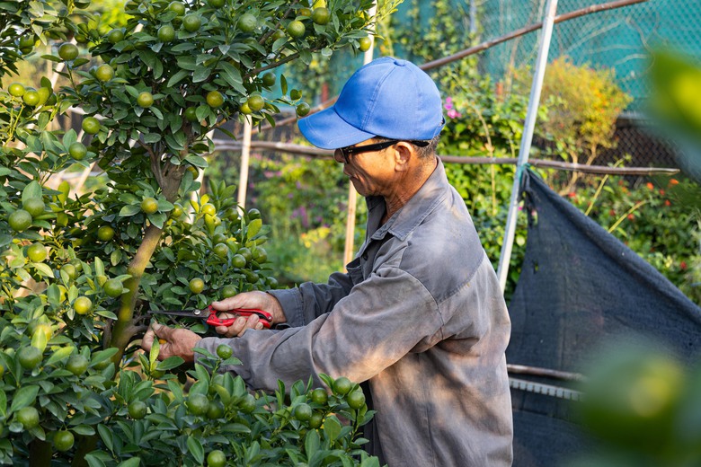 Quất Tứ Li&ecirc;n rộn r&agrave;ng v&agrave;o vụ Tết, nhiều c&acirc;y c&oacute; gi&aacute; h&agrave;ng chục triệu đồng- Ảnh 4.