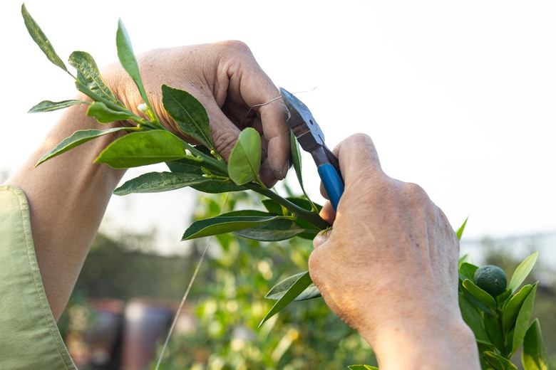 Quất Tứ Li&ecirc;n rộn r&agrave;ng v&agrave;o vụ Tết, nhiều c&acirc;y c&oacute; gi&aacute; h&agrave;ng chục triệu đồng- Ảnh 10.