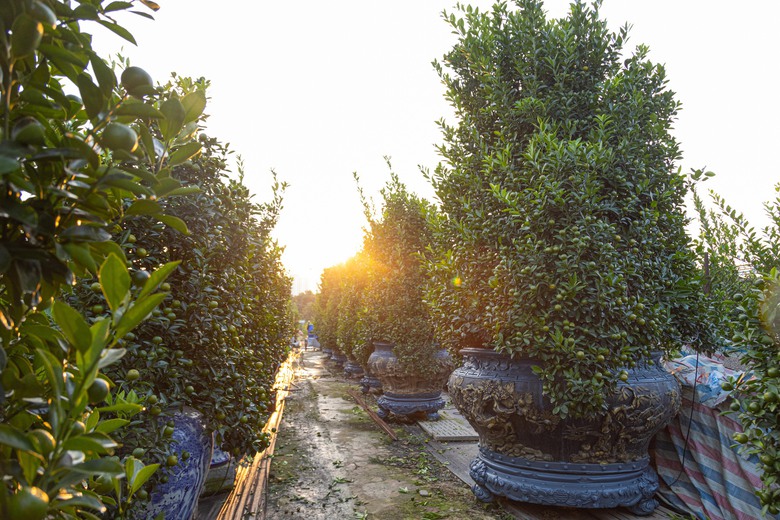 Quất Tứ Li&ecirc;n rộn r&agrave;ng v&agrave;o vụ Tết, nhiều c&acirc;y c&oacute; gi&aacute; h&agrave;ng chục triệu đồng- Ảnh 8.