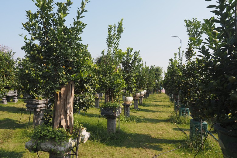 Quất Tứ Li&ecirc;n rộn r&agrave;ng v&agrave;o vụ Tết, nhiều c&acirc;y c&oacute; gi&aacute; h&agrave;ng chục triệu đồng- Ảnh 11.