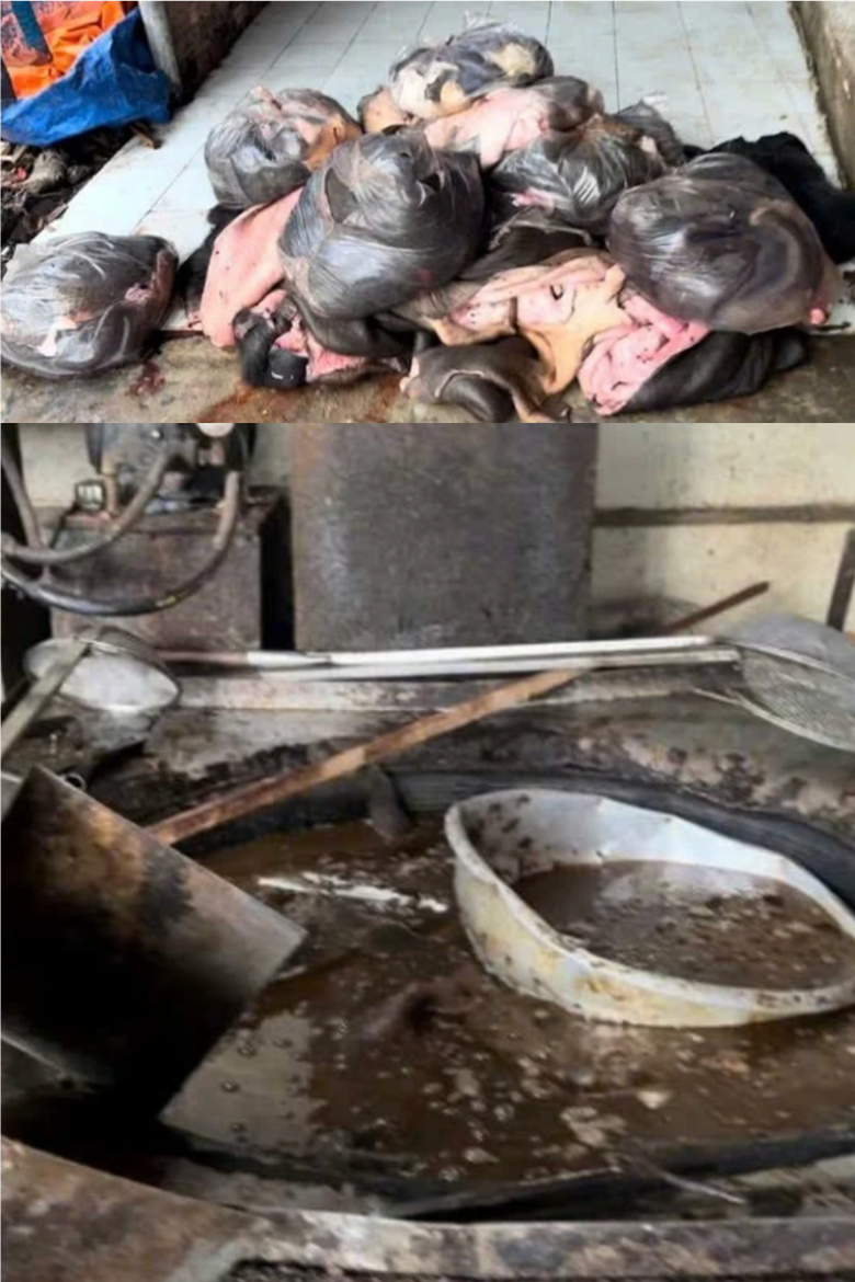 Phát hiện cơ sở đang chế biến 1.000 lít mỡ, 1,7 tạ tóp mỡ trái phép chờ tiêu thụ- Ảnh 1. Phát hiện cơ sở đang chế biến 1.000 lít mỡ, 1,7 tạ tóp mỡ trái phép chờ tiêu thụ- Ảnh 1.