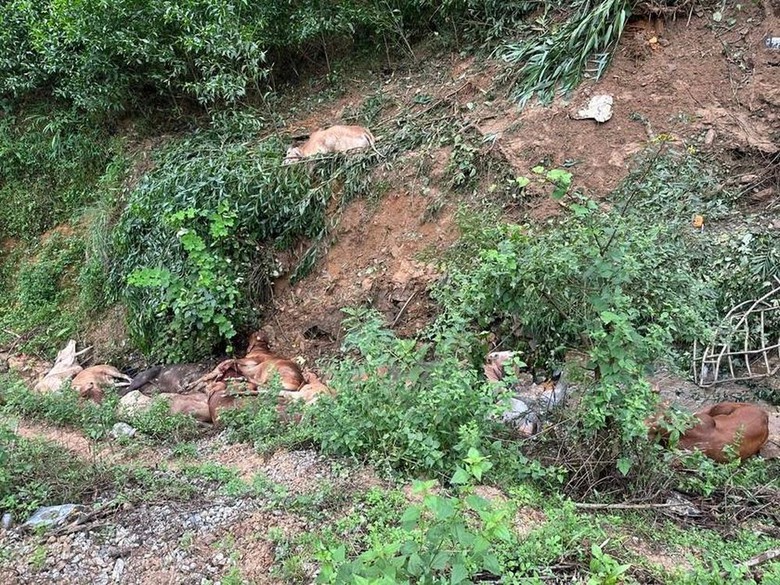 Xe tải chở b&ograve; mất l&aacute;i đ&acirc;m v&agrave;o ch&acirc;n đồi, t&agrave;i xế tử vong- Ảnh 2.