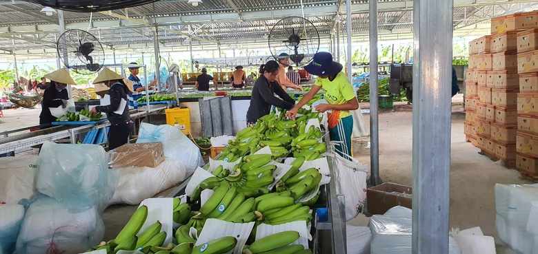 Quảng Ng&atilde;i đồng h&agrave;nh c&ugrave;ng n&ocirc;ng d&acirc;n đưa sản phẩm n&ocirc;ng nghiệp xuất khẩu- Ảnh 2.