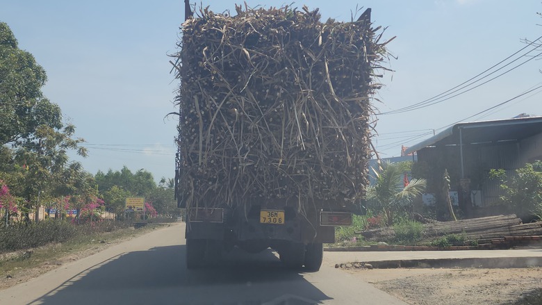 Xe chở mía quá khổ vô tư Xe chở mía quá khổ vô tư
