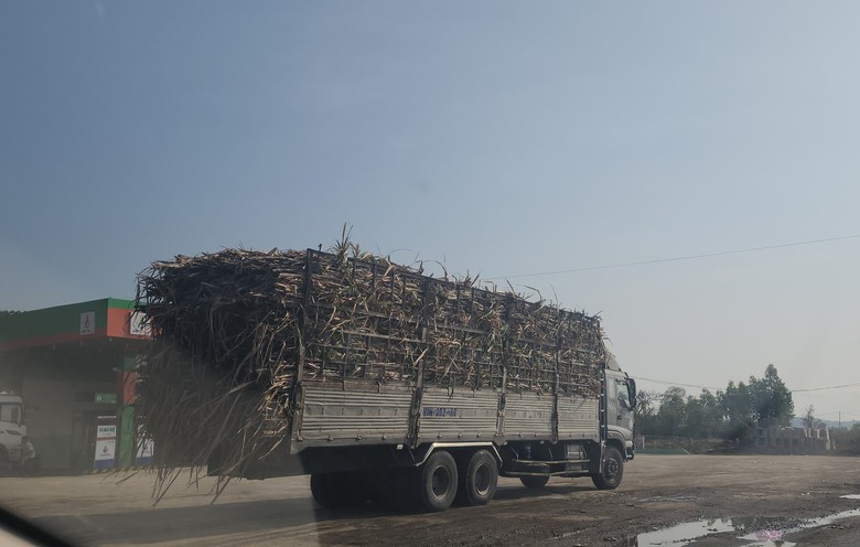 Xe chở mía quá khổ vô tư Xe chở mía quá khổ vô tư