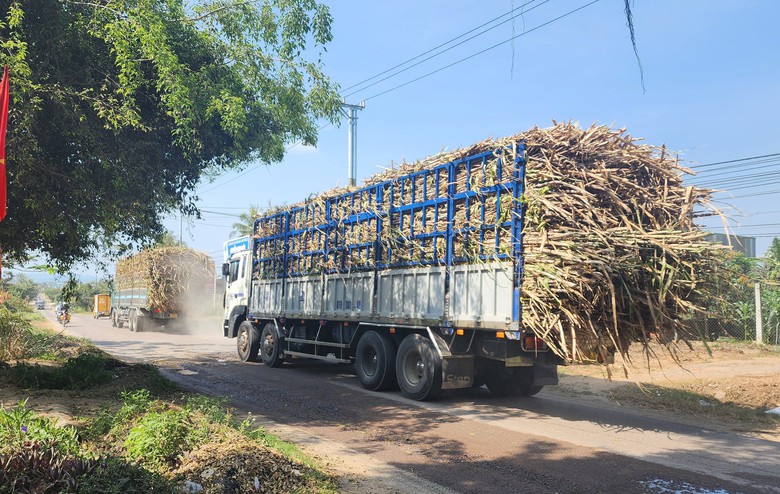 Xe chở mía quá khổ vô tư Xe chở mía quá khổ vô tư