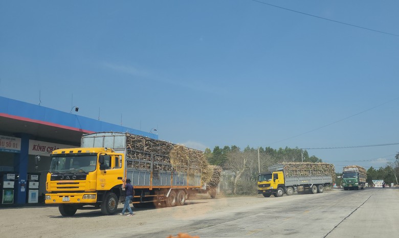 Xe chở mía quá khổ vô tư Xe chở mía quá khổ vô tư