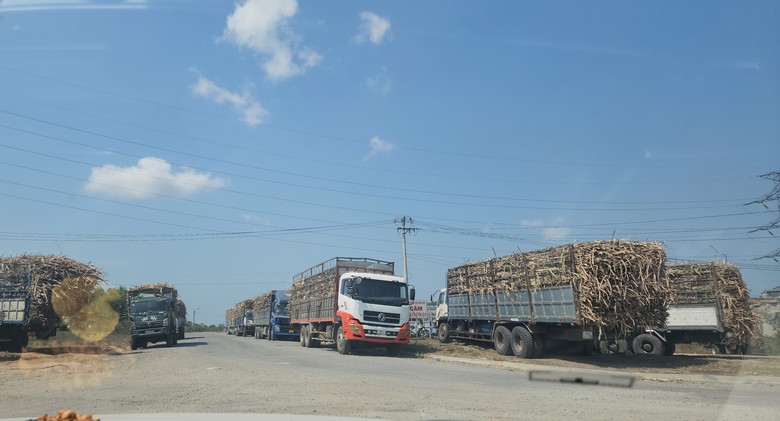 Xe chở mía quá khổ vô tư Xe chở mía quá khổ vô tư