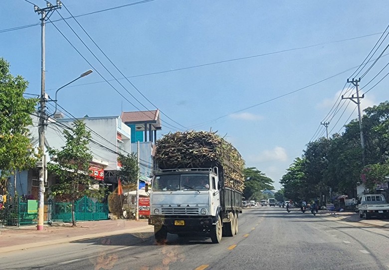 Xe chở mía quá khổ vô tư Xe chở mía quá khổ vô tư