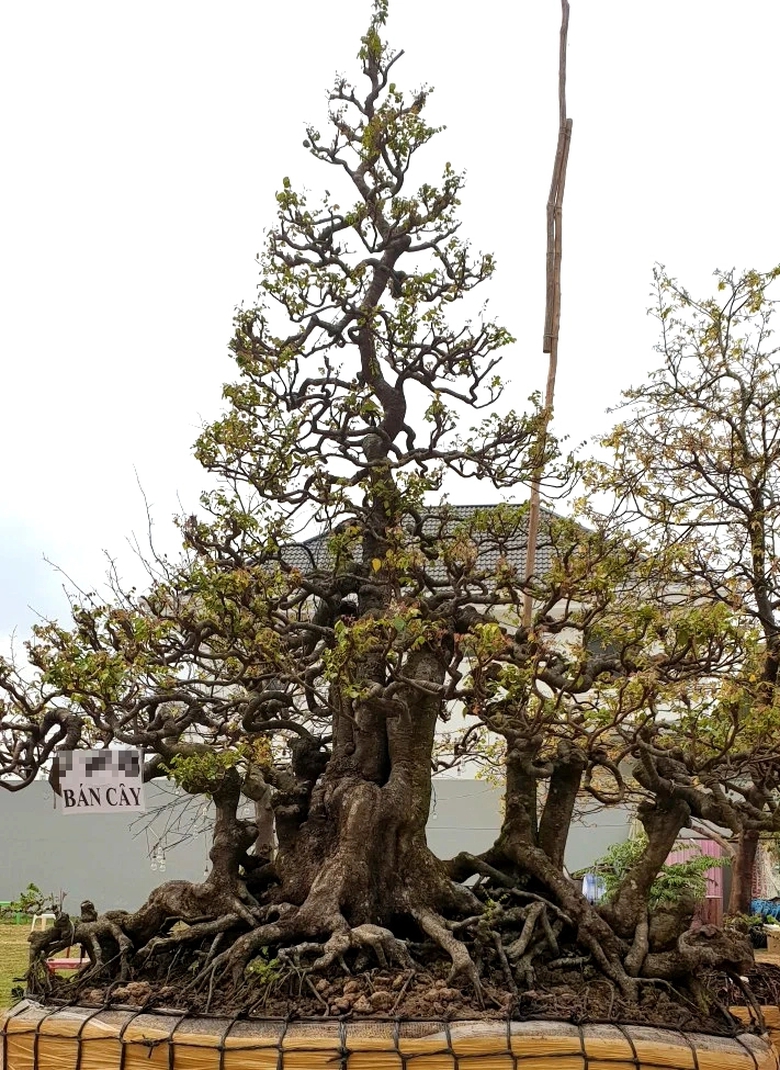 Chợ hoa miễn phí mặt bằng ở Cần Thơ không còn chỗ trống, tấp nập mua bán- Ảnh 6. Chợ hoa miễn phí mặt bằng ở Cần Thơ không còn chỗ trống, tấp nập mua bán- Ảnh 6.