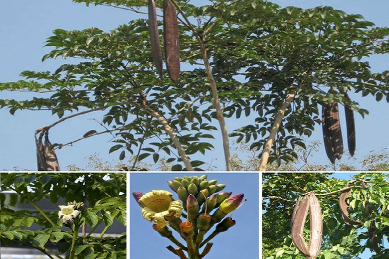 Độc đ&aacute;o b&aacute;nh chưng đen trong Tết cổ truyền của d&acirc;n tộc T&agrave;y, Th&aacute;i ở Y&ecirc;n B&aacute;i- Ảnh 1.