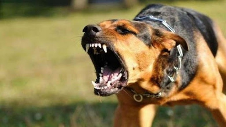 Ch&oacute; thả r&ocirc;ng cắn li&ecirc;n tiếp 7 người ở Ph&uacute; Y&ecirc;n- Ảnh 1.