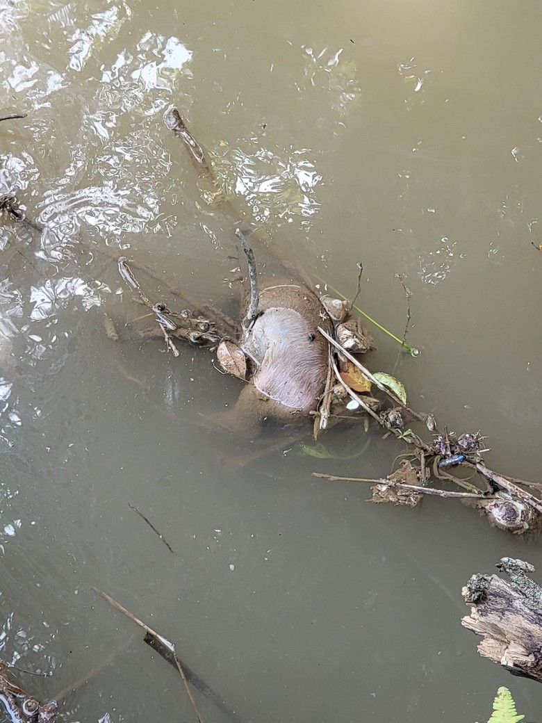 QL27 qua L&acirc;m Đồng nguy cơ ngập &uacute;ng v&igrave; k&ecirc;nh tho&aacute;t nước tiếp tục bị xả r&aacute;c, lấn chiếm- Ảnh 2.