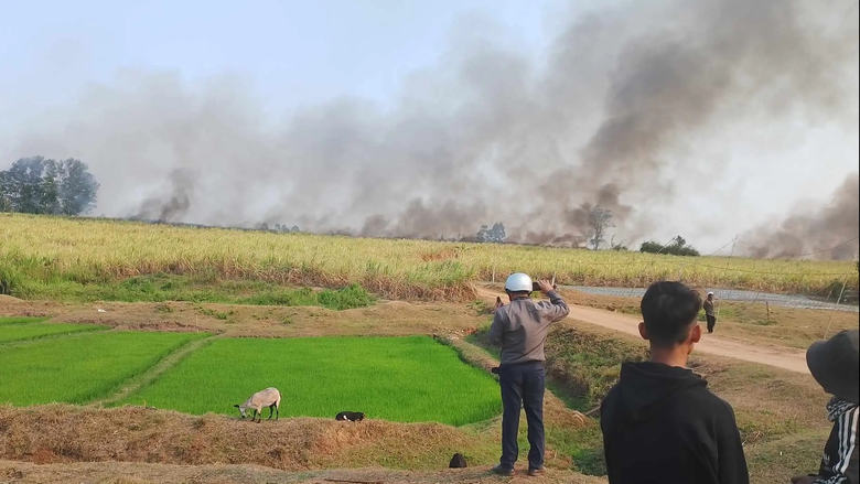 Gia Lai: Điều tra vụ ch&aacute;y gần 40ha m&iacute;a đang chờ thu hoạch- Ảnh 1.