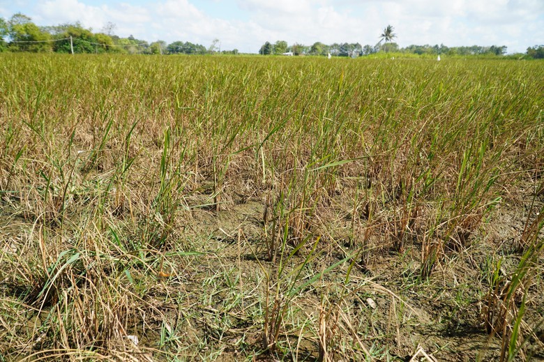 Giải ph&aacute;p n&agrave;o cho v&ugrave;ng s&ocirc;ng nước thiếu nước?- Ảnh 1.