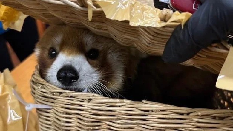 Một con gấu trúc đỏ, thuộc nhóm động vật có nguy cơ cao tuyệt chủng, đã bị phát hiện trong một chiếc giỏ trong hành lý ký gửi của 6 hành khách. (Ảnh: Bangkok Post) Một con gấu trúc đỏ, thuộc nhóm động vật có nguy cơ cao tuyệt chủng, đã bị phát hiện trong một chiếc giỏ trong hành lý ký gửi của 6 hành khách. (Ảnh: Bangkok Post)