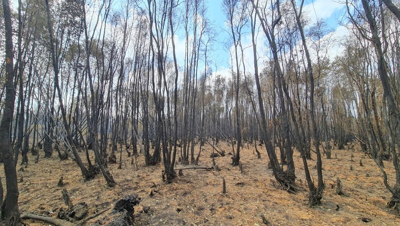 Đưa flycam tầm nhiệt hỗ trợ chữa ch&aacute;y rừng ở C&agrave; Mau- Ảnh 4.