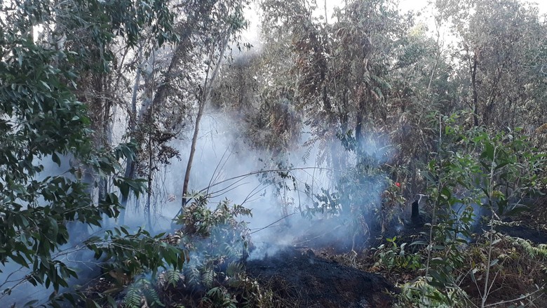 Kịp thời khống chế vụ ch&aacute;y rừng tr&agrave;m ở Bạc Li&ecirc;u- Ảnh 2.
