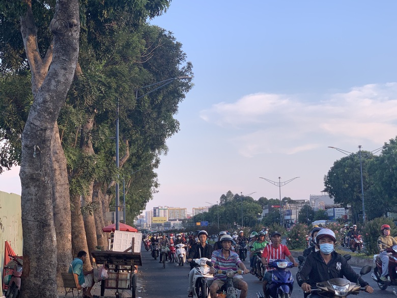 TP.HCM c&oacute; trồng lại c&acirc;y xanh sau khi chặt hơn 400 c&acirc;y l&agrave;m tuyến metro số 2?- Ảnh 1.