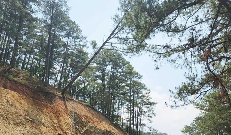 Tỉnh L&acirc;m Đồng y&ecirc;u cầu r&agrave; so&aacute;t việc chặt th&ocirc;ng tr&ecirc;n đ&egrave;o Prenn- Ảnh 1.