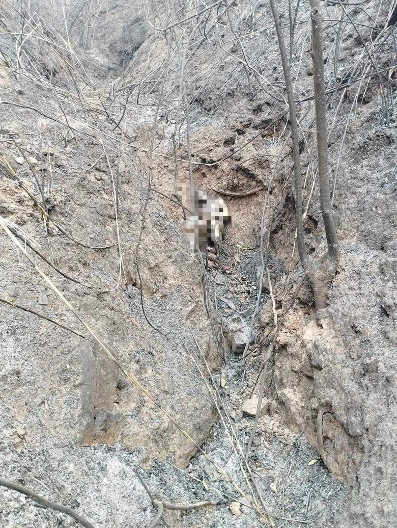 Phát hiện thi thể 3 bố con chết cháy tại Điện Biên- Ảnh 1. Phát hiện thi thể 3 bố con chết cháy tại Điện Biên- Ảnh 1.