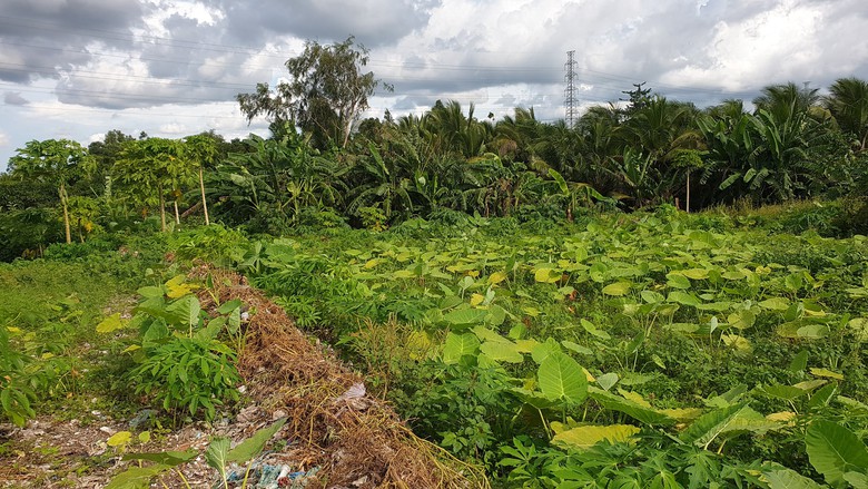 Cận cảnh b&atilde;i r&aacute;c khổng lồ chắn cao tốc Cần Thơ - C&agrave; Mau sắp được di dời- Ảnh 4.