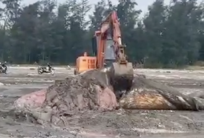 Một phần xác cá voi khủng dạt vào bờ biển tỉnh Nghệ An- Ảnh 1. Một phần xác cá voi khủng dạt vào bờ biển tỉnh Nghệ An- Ảnh 1.