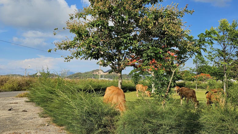 Cận cảnh khu tái định cư 50ha, gần 10 năm chỉ còn 1 hộ- Ảnh 14. Cận cảnh khu tái định cư 50ha, gần 10 năm chỉ còn 1 hộ- Ảnh 14.