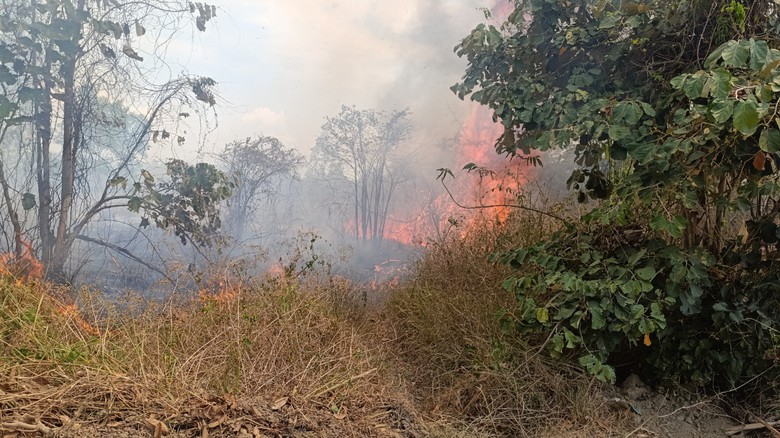 Kh&aacute;nh H&ograve;a: 45ha m&iacute;a của d&acirc;n bị lửa rừng thi&ecirc;u trụi- Ảnh 3.