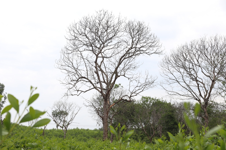 H&agrave;ng chục c&acirc;y lim gần trăm tuổi chết bất thường trong rừng đặc dụng ở Nghệ An- Ảnh 4.