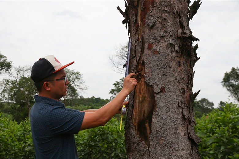 H&agrave;ng chục c&acirc;y lim gần trăm tuổi chết bất thường trong rừng đặc dụng ở Nghệ An- Ảnh 6.
