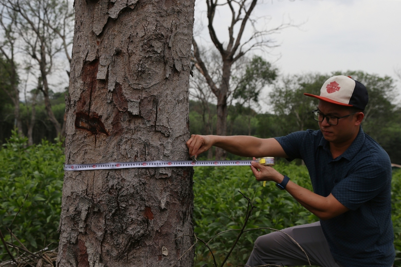 H&agrave;ng chục c&acirc;y lim gần trăm tuổi chết bất thường trong rừng đặc dụng ở Nghệ An- Ảnh 9.