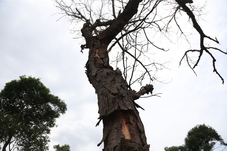 H&agrave;ng chục c&acirc;y lim gần trăm tuổi chết bất thường trong rừng đặc dụng ở Nghệ An- Ảnh 5.