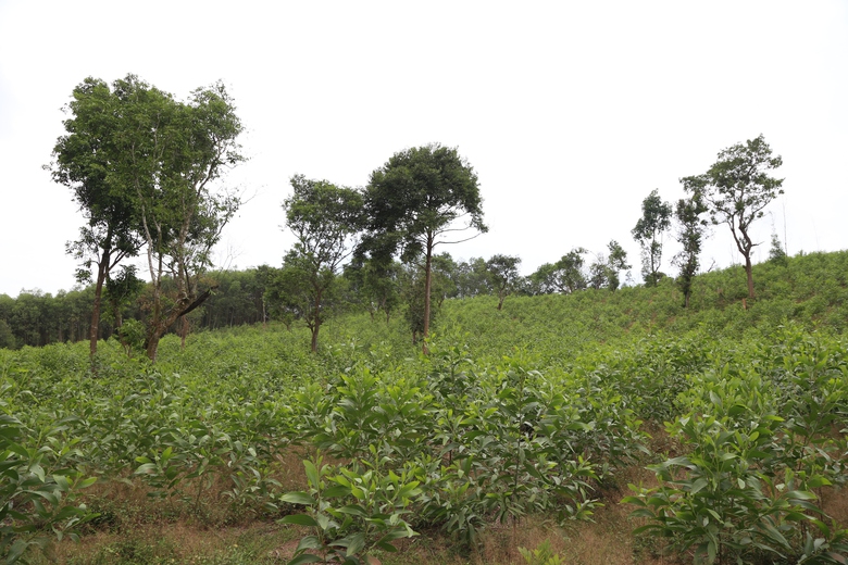 H&agrave;ng chục c&acirc;y lim gần trăm tuổi chết bất thường trong rừng đặc dụng ở Nghệ An- Ảnh 11.