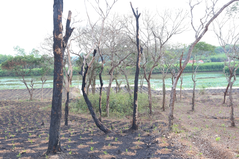 H&agrave;ng chục c&acirc;y lim gần trăm tuổi chết bất thường trong rừng đặc dụng ở Nghệ An- Ảnh 2.